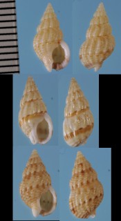ムシロガイの仲間 南アフリカ Nassarius kochianus small