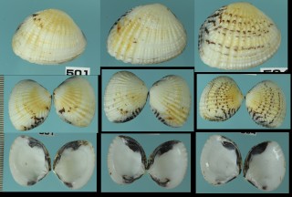アラスジケマン Gafrarium tumidum small