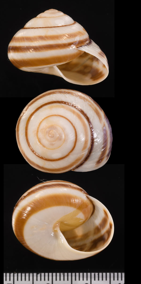 ニモニジカケマイマイ Asperitas nemorensis small