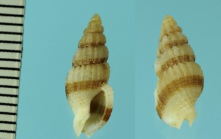 コトクサバイの仲間 Antillophos armillatus small