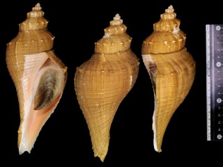 テングニシ 天狗螺 Hemifusus tuba small