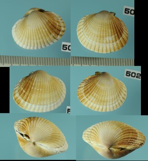 ヨーロッパザル ベルギカ Cerastoderma edule form belgica small