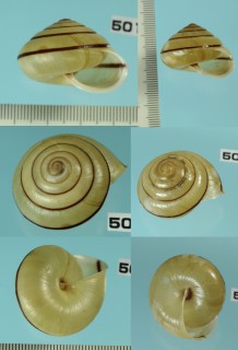 サンインコベソマイマイ Satsuma omphalodes small