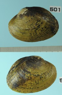 ヌマガイの一種04 ブラジル Haasica balzani small