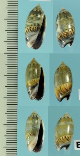 エクアドルマクラ Oliva undatella ecuatoriana small