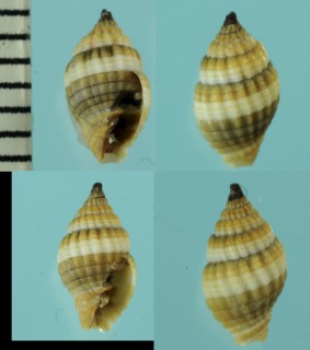 マメオトメフデ Pusia amabile small
