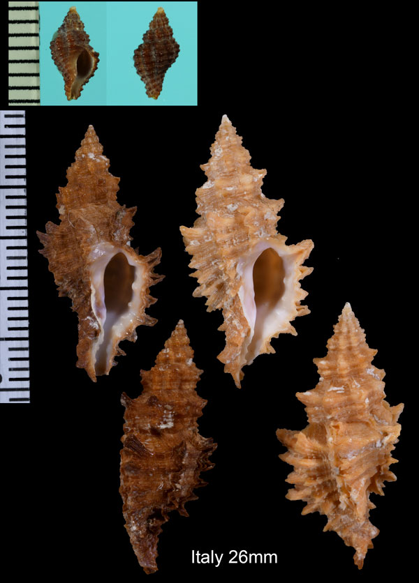 トゲナシツブリボラ Muricopsis cristata small