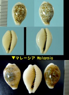 ダンデイリトダカラ Blasicrura dayritiana dani small