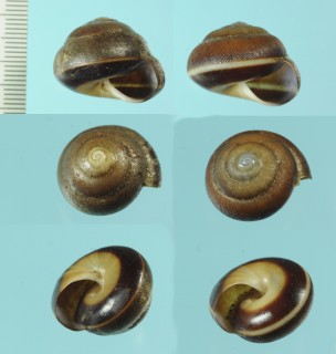 グアマタマイマイ (仮称) Hemitrichiella guamata small