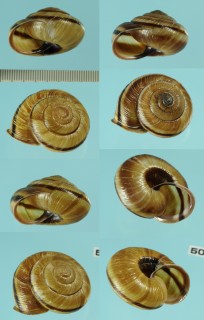 ムツヒダリマキマイマイ Euhadra decorata small