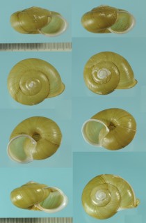 アオモリマイマイ Euhadra senckenbergiana aomoriensis small