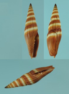 カゴメミノムシ Vexillum coccineum small
