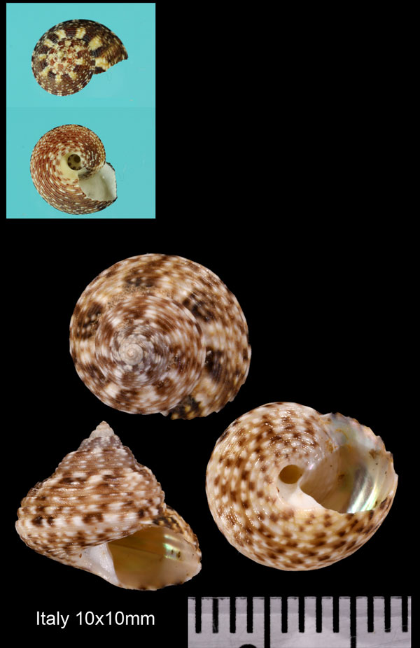 シロフシタダミ Gibbula ardens small