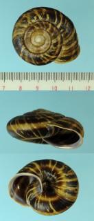 コガネマイマイ Euhadra sandai sandai small