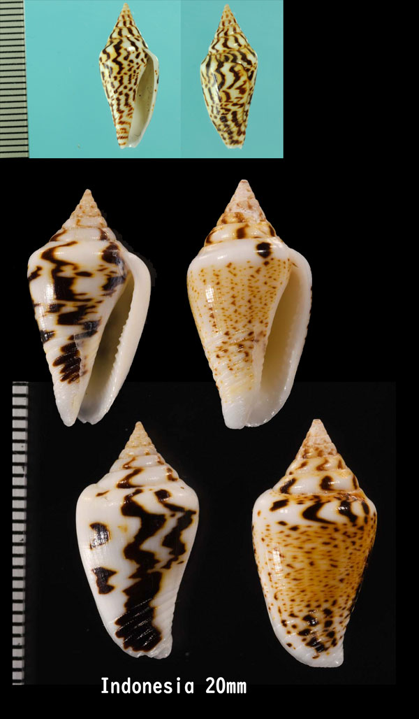 ヒメイモガイダマシ Parametaria epamella small