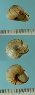 バンガイタチバナマイマイの一種 Naninia banggaiensis rufostrigata small