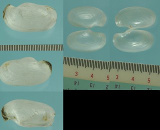 オキナガイ 翁貝 Laternula anatina small