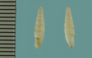 シロハダギセル 白膚煙管 Neophaedusa akiratadai small