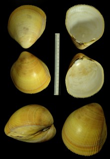 ダイオウザル Laevicardium elatum small