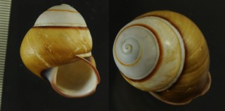 キグチチャスジアオタニシマイマイ Helicostyla florida aureola small