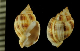 モモエボラの一種 Cancellaria petuchi small