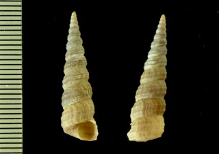 ナイズナキリガイダマシ (仮称) Turritella knysnaensis small