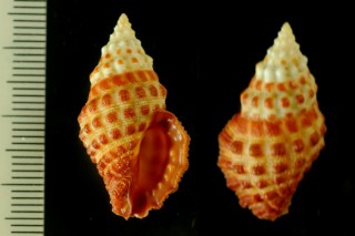 クチベニレイシダマシ Drupella concatenata small
