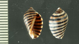 ハタガイ 旗貝 Vexilla vexillum small