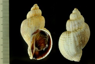 ツノオリイレの仲間 Xymenopsis muriciformis small