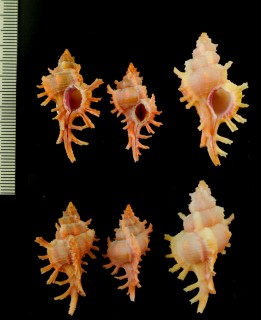 マイヒメセンジュ Chicoreus rossiteri small