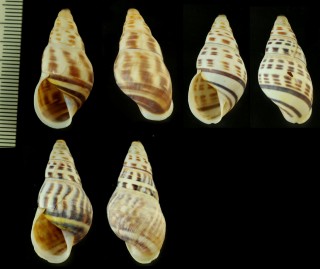 サカサマレーマイマイの一種 Amphidromus contrarius suspectus small