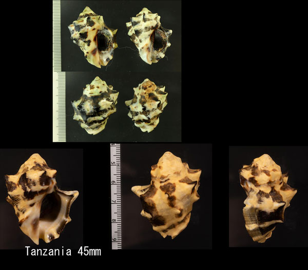ツノレイシ Mancinella tuberosa small