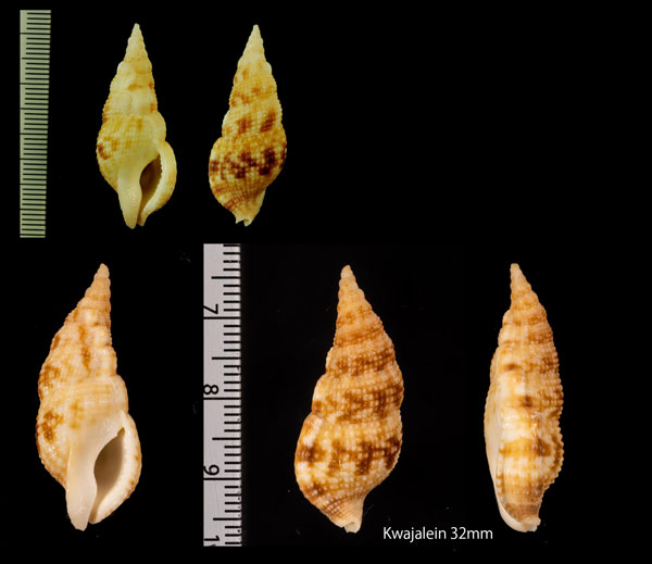 ネジレセコバイ Colubraria tortuosa small