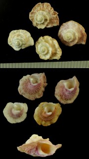 ジンガサウラウズ Astralium saturnum small