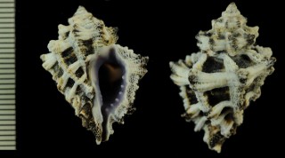 マドモチレイシガイダマシ Cronia funiculus small
