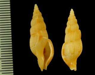 コゲイロセコバイ Colubraria springsteeni small