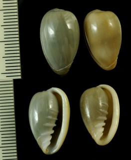 ウスクチビルトリノコ Marginella tricincta small
