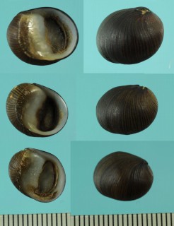 タテスジイガカノコ Clithon sp. small