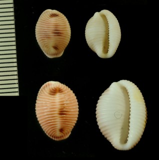 ビクニシラタマ Trivia monacha small