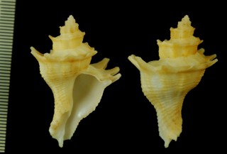 ナカミガワカセンの一種 Babelomurex nakamigawai io small