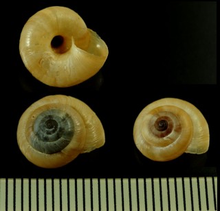 ビートルズコマイマイの仲間02 Candidula spadae small