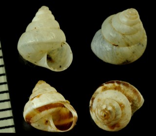 トウガタコマイマイの仲間 Cochlicella conoidea small