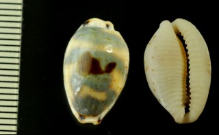 サバダカラモドキ Bistolida hirundo neglecta small