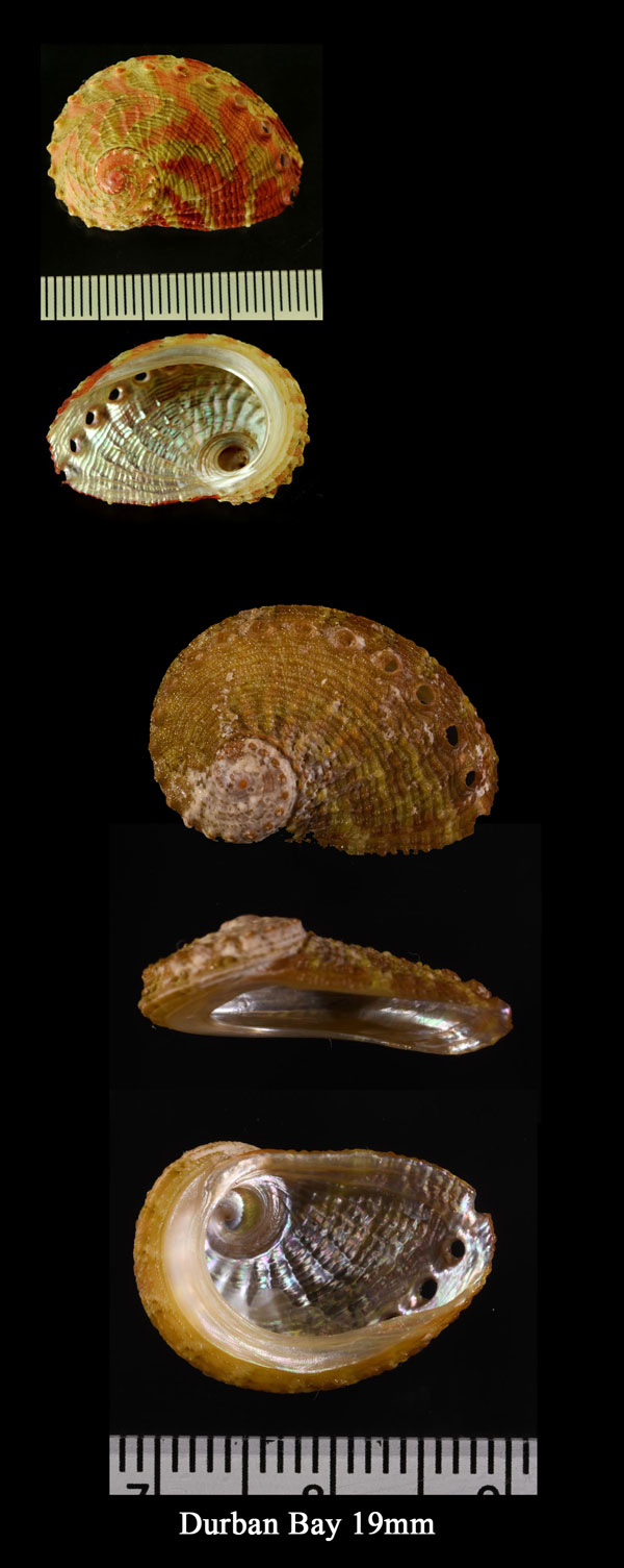 ハデアナゴウ Haliotis venusta small