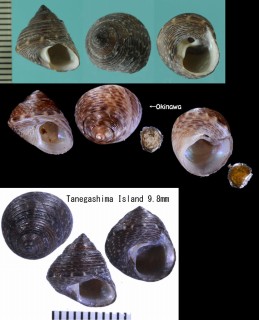 オウアトシタダミ (仮称) Gibbula houarti small