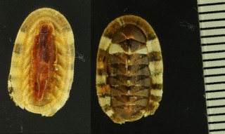 アカネクサズリガイ Chiton corallinus small