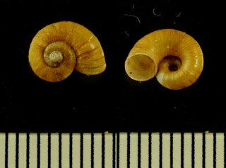 ヒラセアツブタガイ Platyrhaphe hirasei small
