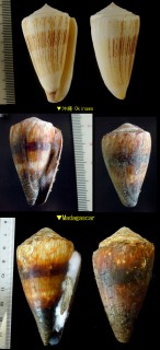 ヤナギシボリイモ Conus miles small