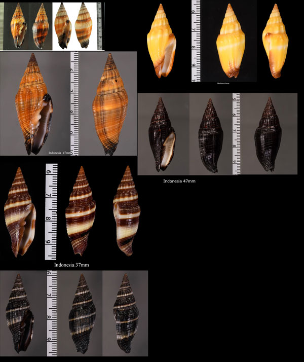 クリフミノムシ Vexillum vulpecula small