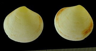 マルアサジガイ Semele proficua small